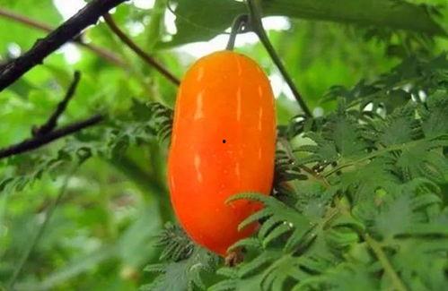 曼呢吃瓜,揭秘娱乐圈那些不为人知的幕后故事