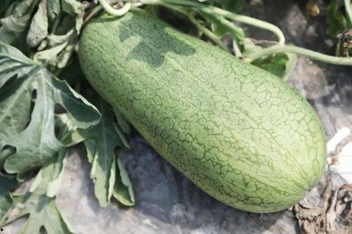 玉心吃瓜,揭秘娱乐圈那些不为人知的幕后故事